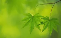 高清晰树叶摄影特写宽屏壁纸